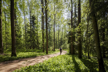  A person is walking in the forest.