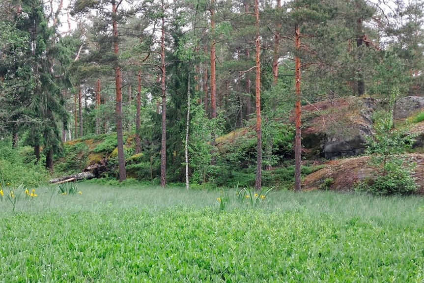 Riparian forest in Furuvik.