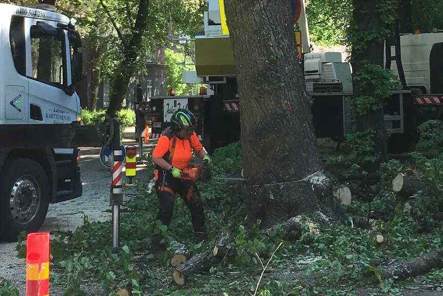 Arboristi kaatamassa puuta.