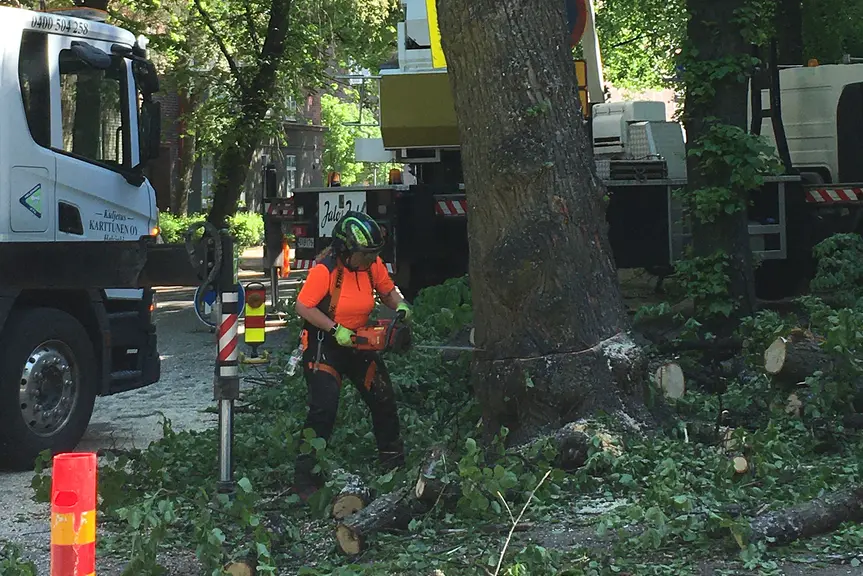 Arboristi kaatamassa puuta.