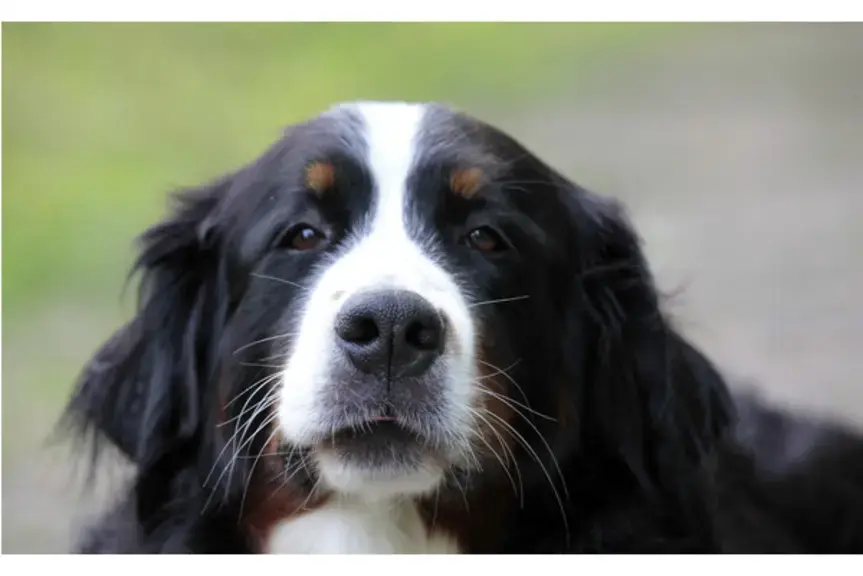 Svartvit hund på grönt gräs.