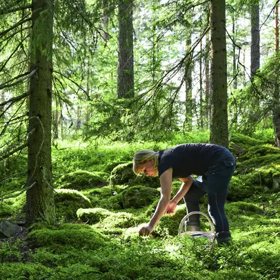 En kvinna plockar svamp i en granskog, omgiven av mosstuvor, och ljuset silas genom trädens grenar.