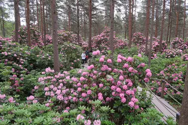En person går mitt i en blommande rhododendronpark.