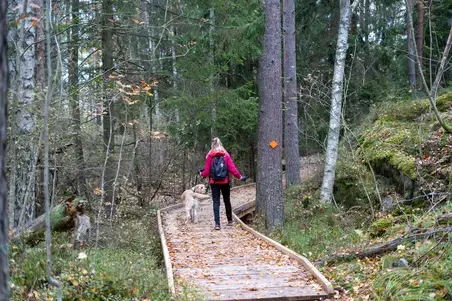 Koira ja ulkoiluttaja Stansvikin metsässä.
