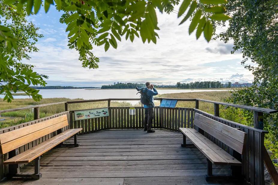 Lintubongari kiikaroi esteettömältä lintulavalta kohti ruovikkomaisemaa