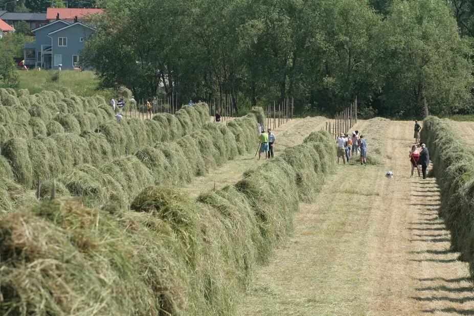 Heinätalkoot Tuomarinkylän kartanon pellolla.