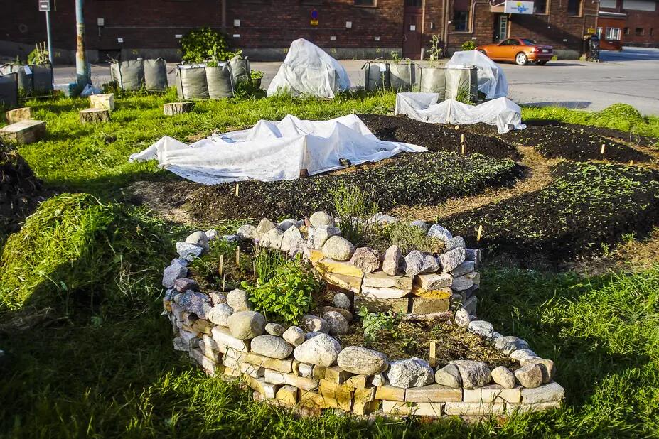 Urban farm with a rock-lined planters and growing bags in a grassy area established in an asphalt area.