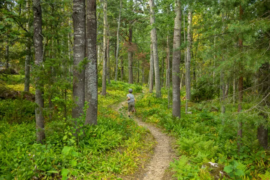 Metsäpolku Vasikkasaaressa.