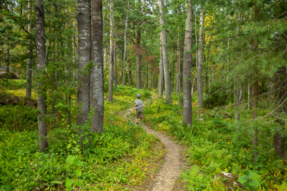 Metsäpolku Vasikkasaaressa.