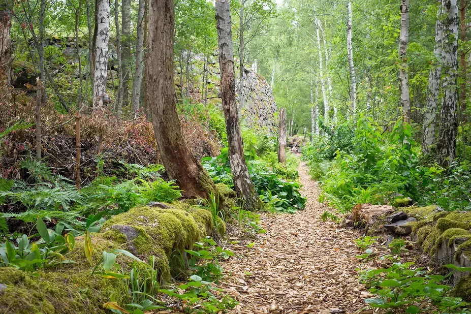 Hakkeella vahvistettu metsäpolku koivujen lomassa