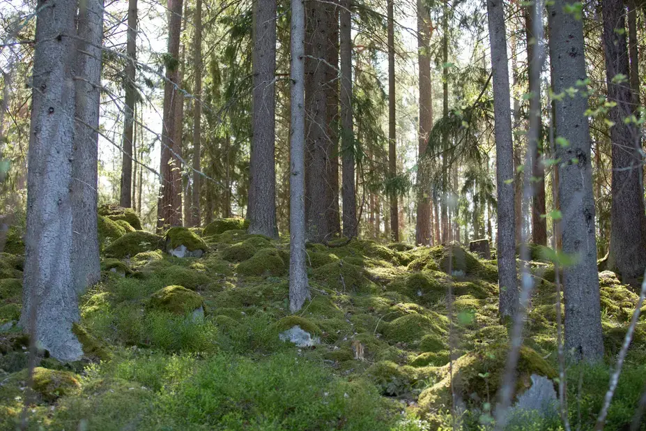 Metsämaisema Villingin saarella.